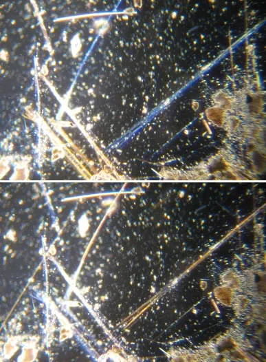 Amositfibre set i mikroskop med polariseret lys